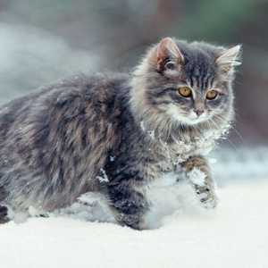 Come prendersi cura di gatti selvatici in inverno