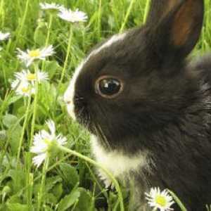 Come prendersi cura per la salute del vostro coniglio