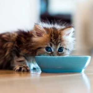 Come: cibo per gatti e nutrizione