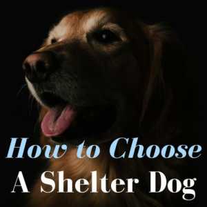 Come scegliere un cane rifugio