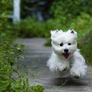 Come scegliere un west highland white terrier