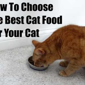 Come scegliere il miglior cibo per gatti per il vostro gatto