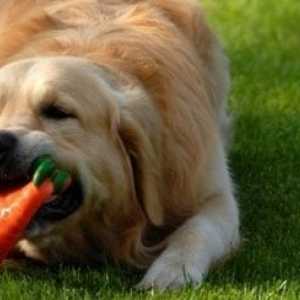 Come scegliere i migliori giocattoli di masticazione del cane