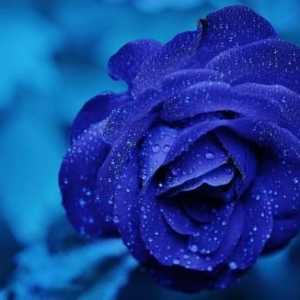 Come creare rose blu naturali