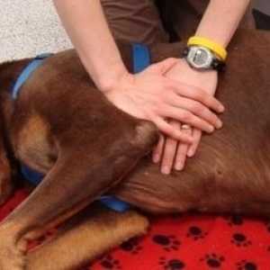 Come fare la rianimazione cardiopolmonare (CPR) sui cani