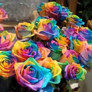 Come tingere i fiori freschi (rose e garofani)