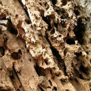 Come eliminare le termiti