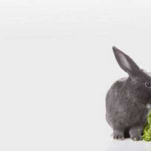 Come alimentare il vostro coniglio