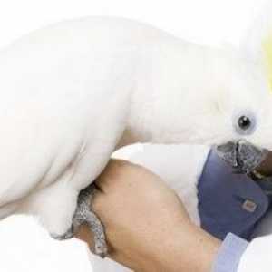 Come trovare il miglior veterinario per il vostro uccello