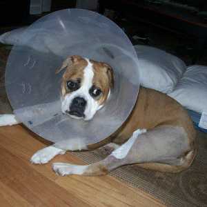 Come riparare un luxating rotula (trick ginocchio) in un cane senza chirurgia