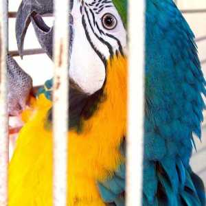 Come ottenere un pappagallo di tornare dentro la sua gabbia