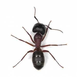 Come sbarazzarsi di formiche da casa tua