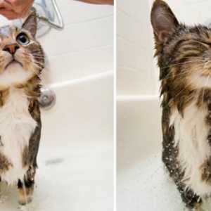 Come dare un gatto un bagno