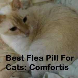 Come dare un gatto Comfortis pillole delle pulci
