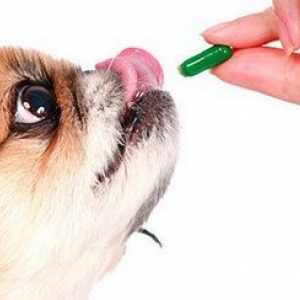 Come dare un cane pillole senza cibo ?? si può fare?