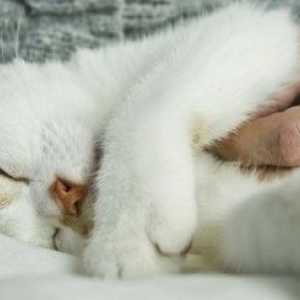 Come dare il vostro gatto un massaggio