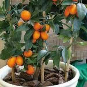 Come far crescere un albero kumquat