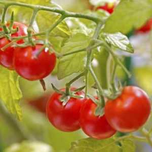 Come coltivare pomodori in una pentola