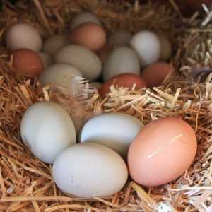 Come per covare uova di tacchino selvatico