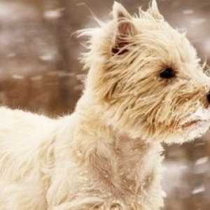 Come aiutare i vostri animali domestici meteo il freddo inverno