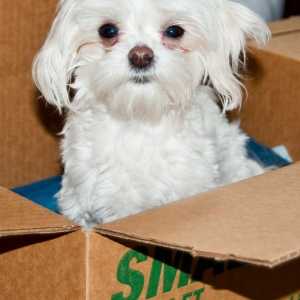 Come housetrain un cucciolo in 5 giorni utilizzando una scatola di cartone