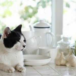 Come mantenere il vostro gatto fuori tavoli e banconi