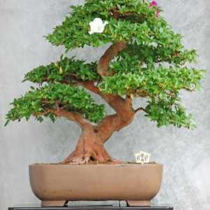 Come prendersi cura di un albero bonsai
