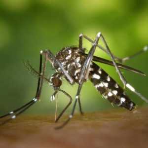 Come fare un repellente per le zanzare in casa