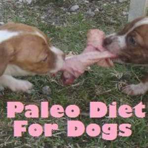 Come fare una dieta paleo fatta in casa per il vostro cane