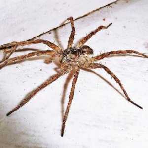 Come rendere un ragno in casa soluzioni repellente -humane