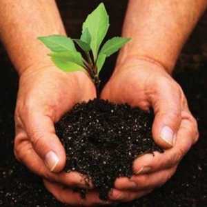 Come rendere fertilizzante naturale a casa per le piante e giardino