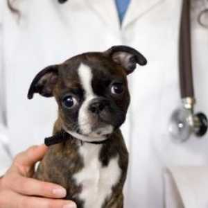 Come rendere il vostro animale domestico di amore visite veterinario