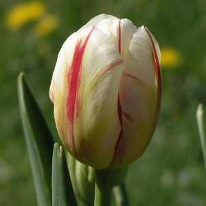 Come piantare e prendersi cura di tulipani