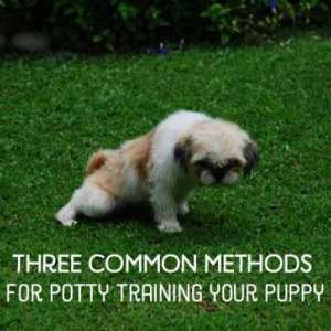 Come addestrare un cucciolo vasino