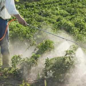Come ridurre i pesticidi nella frutta e verdura