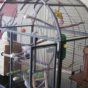 Come impostare una gabbia per uccelli per un cockatiel, pappagallo o pappagallo