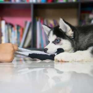 Come fermare 5 comportamenti cane pericoloso