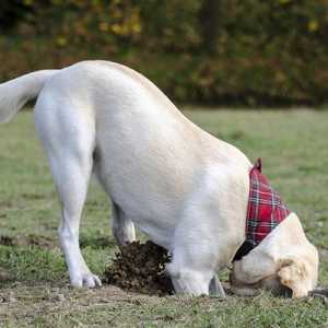 Come fermare un cane da scavare nel cortile