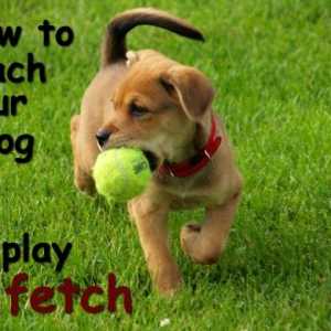 Come insegnare al vostro cane a giocare fetch