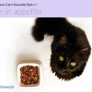 Come sapere se il vostro gatto segretamente malato