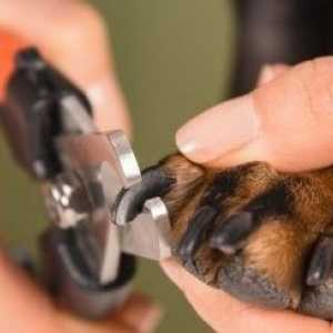 Come tagliare le unghie del vostro cane