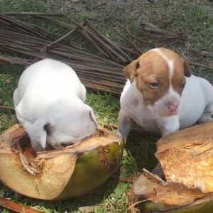 Come il vostro cane gode di cocco