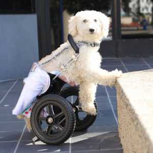 Se il mio cane ha la malattia del disco intervertebrale canina, egli diventerà paralizzato?