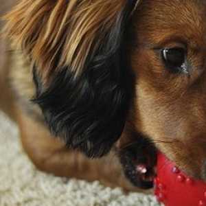 Ifetch: il lanciatore sfera automatica per i cani