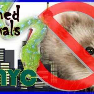 Animali illegali in New York City