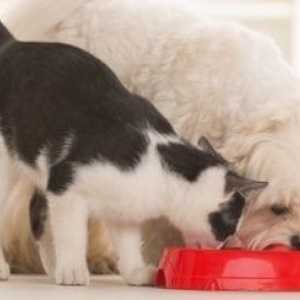Allarme sanitario Importante - cane & gatto richiami alimentari