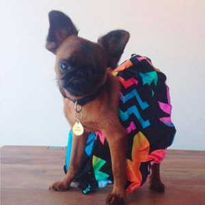 Top 10 tendenze della moda Instagram-famosa di primavera cani modello