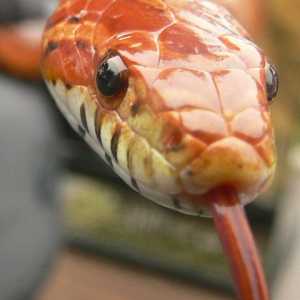Introduzione a mantenere mais serpenti come animali domestici