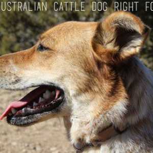 È un australiano destra bestiame cane per voi?