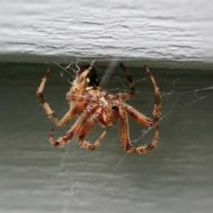 E `male avere ragni in casa tua?